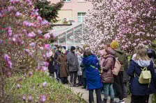 Festiwal Magnolii w Ogrodzie Botanicznym