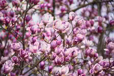 Festiwal Magnolii w Ogrodzie Botanicznym