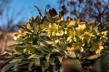 <h2>Otwarcie sezonu 2025 w Arboretum Wojsławice</h2>
<ul>
<li>Warsztaty florystyczne &bdquo;Świąteczne kompozycje&rdquo;, godz. 10:00-11:00, 12:00-13:00 i 15:00-16:00 (płatne, nie obowiązują zapisy).</li>
</ul>