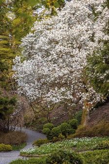 <h2>Otwarcie sezonu 2025 w Arboretum Wojsławice</h2>
<ul>
<li>Wykład &bdquo;Co łączy ćmę bukszpanową i szopa pracza? Znaczenie występowania gatunk&oacute;w inwazyjnych w przyrodzie&rdquo;, zaprasza mgr inż. Tomasz Biwo z Parku Krajobrazowego &bdquo;G&oacute;ra Św. Anny&rdquo;, godz. 11.00.</li>
</ul>