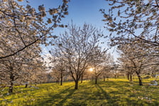 <h2>Otwarcie sezonu 2025 w Arboretum Wojsławice</h2>
<ul>
<li>Wystawa malarska prac Romana Mrozowskiego &bdquo;Beauty lines&rdquo;, wernisaż godz. 12.30</li>
</ul>