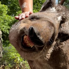 <p>Tapirzyca Sara we wrocławskim zoo</p>