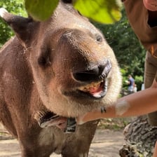 <p>Tapirzyca Sara we wrocławskim zoo</p>