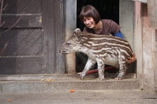 <p>Tapirzyca Sara we wrocławskim zoo</p>