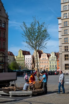 Sadzenie drzew na Rynku we Wrocławiu