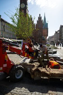 Sadzenie drzew na Rynku we Wrocławiu