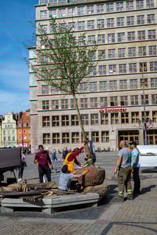 Sadzenie drzew na Rynku we Wrocławiu