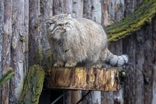 Pokazowe karmienie manuli we wrocławskim zoo