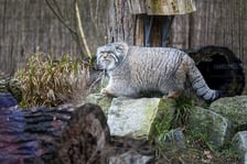 Pokazowe karmienie manuli we wrocławskim zoo
