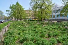 Wrocławski mikrolas Miyawaki - kwiecień 2025
