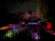 <p>Iluminacje tulipan&oacute;w nocą w Ogrodzie Botanicznym UWr</p>