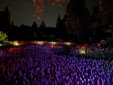 <p>Iluminacje tulipan&oacute;w nocą w Ogrodzie Botanicznym UWr</p>