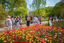 Tulipany w Ogrodzie Botanicznym