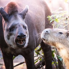 <p>Tapir i kapibara</p>