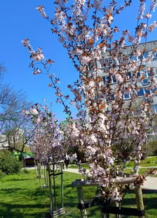 <p>Nasadzenia, kt&oacute;re pojawiły się na wrocławskich podw&oacute;rkach. To ponad 200 drzew</p>