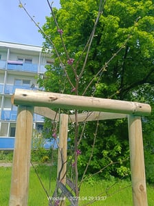 <p>Nasadzenia, kt&oacute;re pojawiły się na wrocławskich podw&oacute;rkach. To ponad 200 drzew</p>
