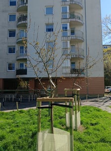 <p>Nasadzenia, kt&oacute;re pojawiły się na wrocławskich podw&oacute;rkach. To ponad 200 drzew</p>