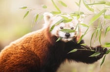 <p>Panda mała</p>