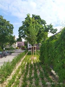 Wiosenne nasadzenia ZZM we Wrocławiu
