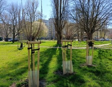 Najnowsze nasadzenia Wrocławskich Mieszkań