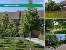 Skwer Wrocławianek - zamiana dawnego parkingu w zieloną przestrzeń.
