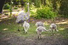 Młode nandu plamiste z wrocławskiego zoo