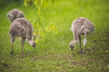Młode nandu plamiste z wrocławskiego zoo