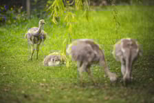 Młode nandu plamiste z wrocławskiego zoo