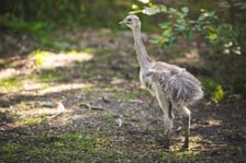 Młode nandu plamiste z wrocławskiego zoo