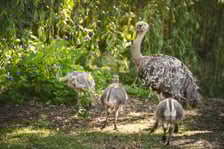 Młode nandu plamiste z wrocławskiego zoo