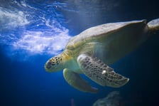 Z okazji Światowego Dnia Żółwia (23 maja) wrocławskie Hydropolis i ZOO Wrocław ogłosiły partnerstwo na rzecz środowiska i zagrożonych gatunków.