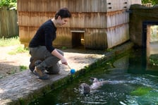 Karmienie i trening medyczny wydr, Otylii i Kajtka, mieszkających we wrocławskim zoo