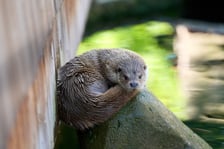 Karmienie i trening medyczny wydr, Otylii i Kajtka, mieszkających we wrocławskim zoo