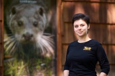 Karmienie i trening medyczny wydr, Otylii i Kajtka, mieszkających we wrocławskim zoo
