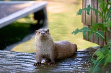 Karmienie i trening medyczny wydr, Otylii i Kajtka, mieszkających we wrocławskim zoo