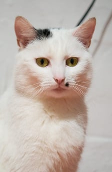 <p>Milky</p>