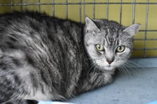 <p>Mela (324/25) to 8-letnia kotka, kt&oacute;ra po śmierci opiekuna trafiła do schroniska i bardzo źle znosi nową rzeczywistość. Jest wycofana, nieufna i nie przepada za bliskim kontaktem z ludźmi ani innymi zwierzętami. Mimo wszystko dobrze odnajduje się w domowych warunkach &ndash; jest spokojna, cicha i utrzymuje czystość. Szukamy dla niej spokojnego domu bez dzieci i nadmiaru bodźc&oacute;w. Idealny będzie opiekun doświadczony, kt&oacute;ry uszanuje jej granice i da jej tyle czasu, ile potrzebuje.</p>