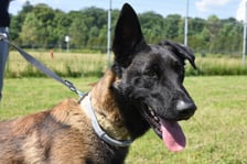 <p>Niko (3/25) to 16-miesięczny owczarek belgijski (w typie Malinois), kt&oacute;ry trafił do schroniska, ponieważ jego poprzedni właściciele nie radzili sobie z jego potrzebami. W ciągu pobytu w schronisku zrobił ogromny postęp, stając się bardziej posłusznym i lojalnym psem. Jest bardzo aktywny, pełen energii i got&oacute;w na długie spacery. Niko szuka doświadczonych opiekun&oacute;w, znających rasę, kt&oacute;rzy potrafią poświęcić czas na jego edukację. Nie nadaje się do domu z dziećmi.</p>