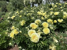 Piwonie z Arboretum Wojsławice