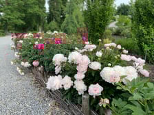 Piwonie z Arboretum Wojsławice