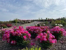 Piwonie z Arboretum Wojsławice