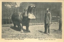 Zdjęcia archiwalne - wrocławskie zoo przed II wojną światową