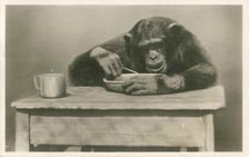 Zdjęcia archiwalne - wrocławskie zoo przed II wojną światową