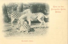 Zdjęcia archiwalne - wrocławskie zoo przed II wojną światową