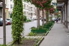 Ul. Daszyńskiego - rozszczelnienie i nowe nasadzenia