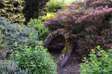 Arboretum Wojsławice, czerwiec 2025