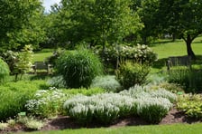 Arboretum Wojsławice, czerwiec 2025