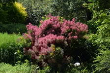 Arboretum Wojsławice, czerwiec 2025
