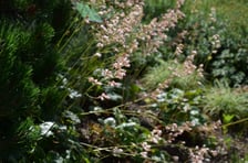 Arboretum Wojsławice, czerwiec 2025