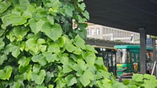 Zielony przystanek we Wrocławiu